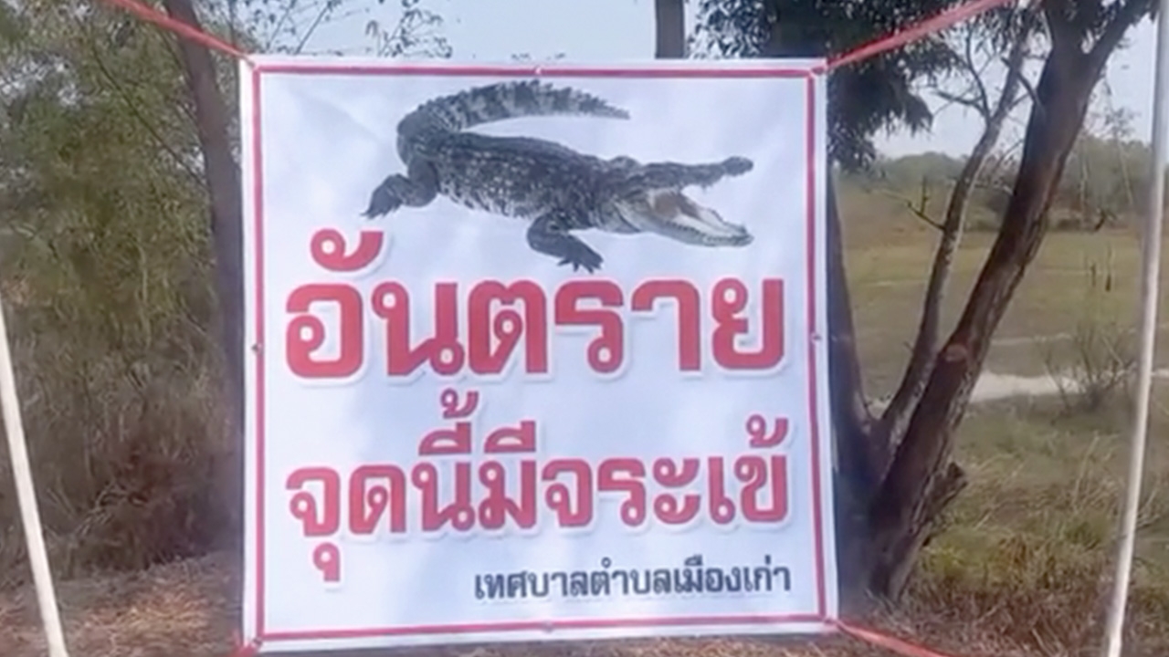 จระเข้ปราจีนฯ ยังจับไม่ได้ ทางการติดป้ายเตือน ประมงยันไม่ใช่จระเข้หลุด