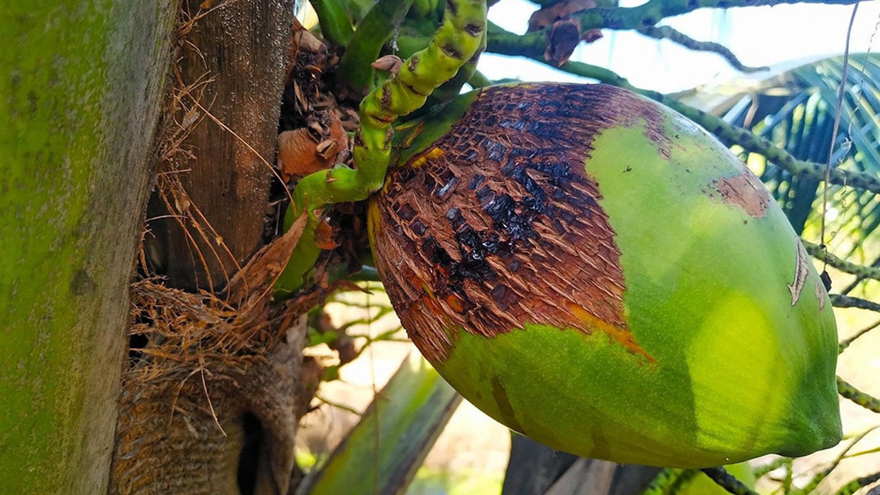 ไรสี่ขาบุกสวนมะพร้าว