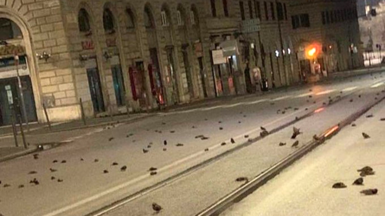 ตกใจเสียงพลุปีใหม่ นกหลายร้อยตัวช็อกตายเกลื่อนถนนในกรุงโรม