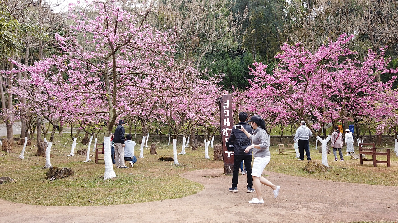 ซากุระดอยอ่างขางบานสะพรั่งรับปีใหม่ 64 นักท่องเที่ยวเฮ วิวสวยงามสมใจ