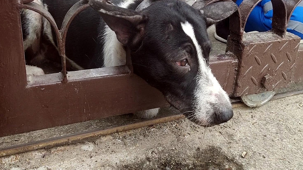 กู้ภัยราชบุรี ช่วยน้องหมาจรจัดหัวติดประตูเหล็ก ก่อนจะพาออกมาได้ปลอดภัย 