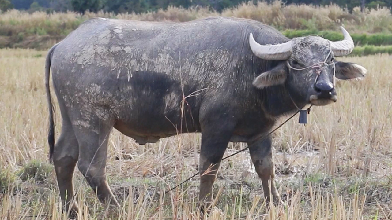 สลด ควายหนุ่มฆ่าเจ้าของ ขวิดตายกลางทุ่ง หนีเตลิดไปหาตัวเมีย