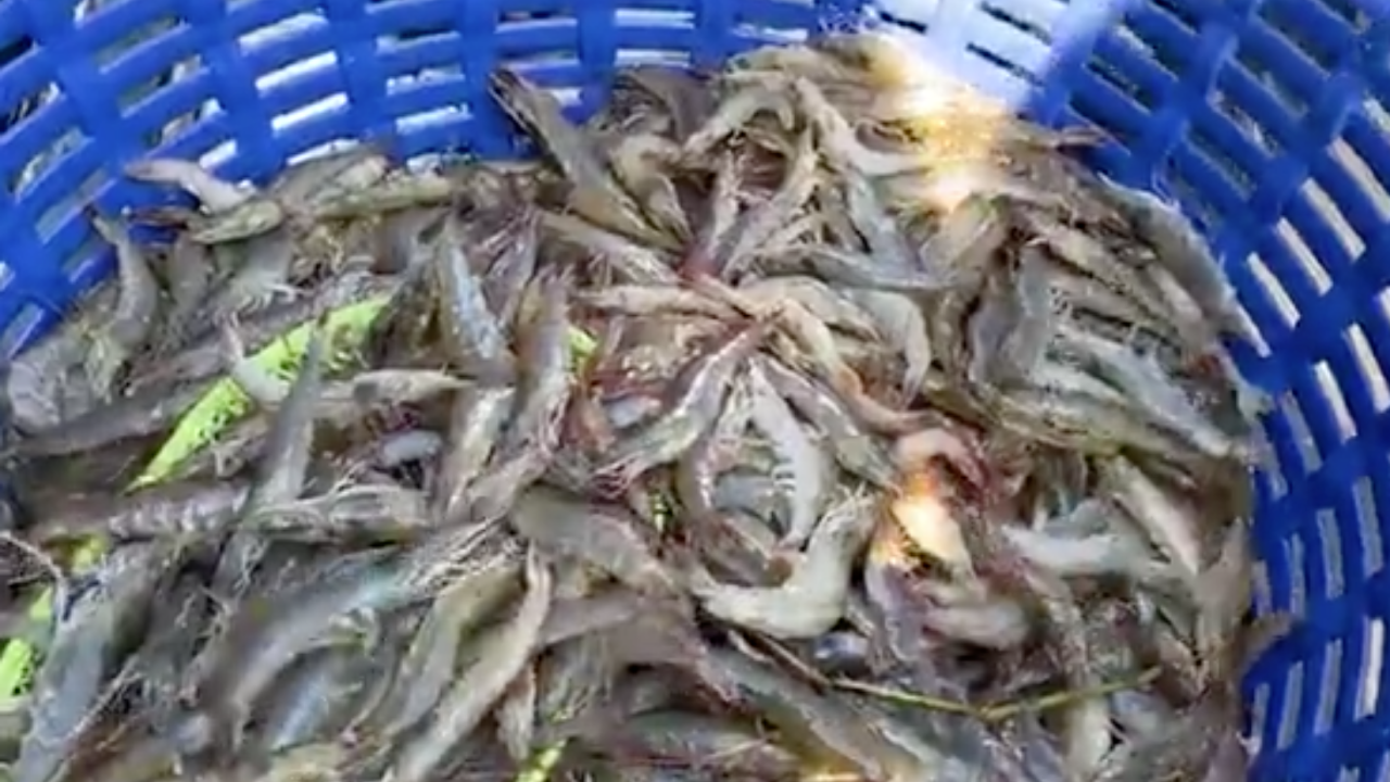 พิษโควิด-19 เกษตรกรนำ "กุ้งสด" จากฟาร์ม ตั้งขายหน้าทำเนียบรัฐบาล