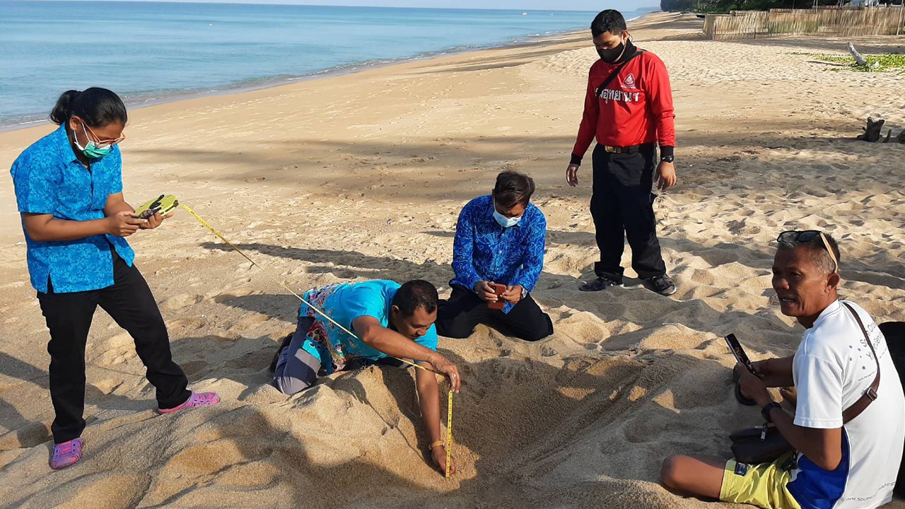 ข่าวดี พบเต่าหญ้าขึ้นวางไข่หาดไม้ขาวใน อ.ถลาง ครั้งแรกในรอบ 20 ปี