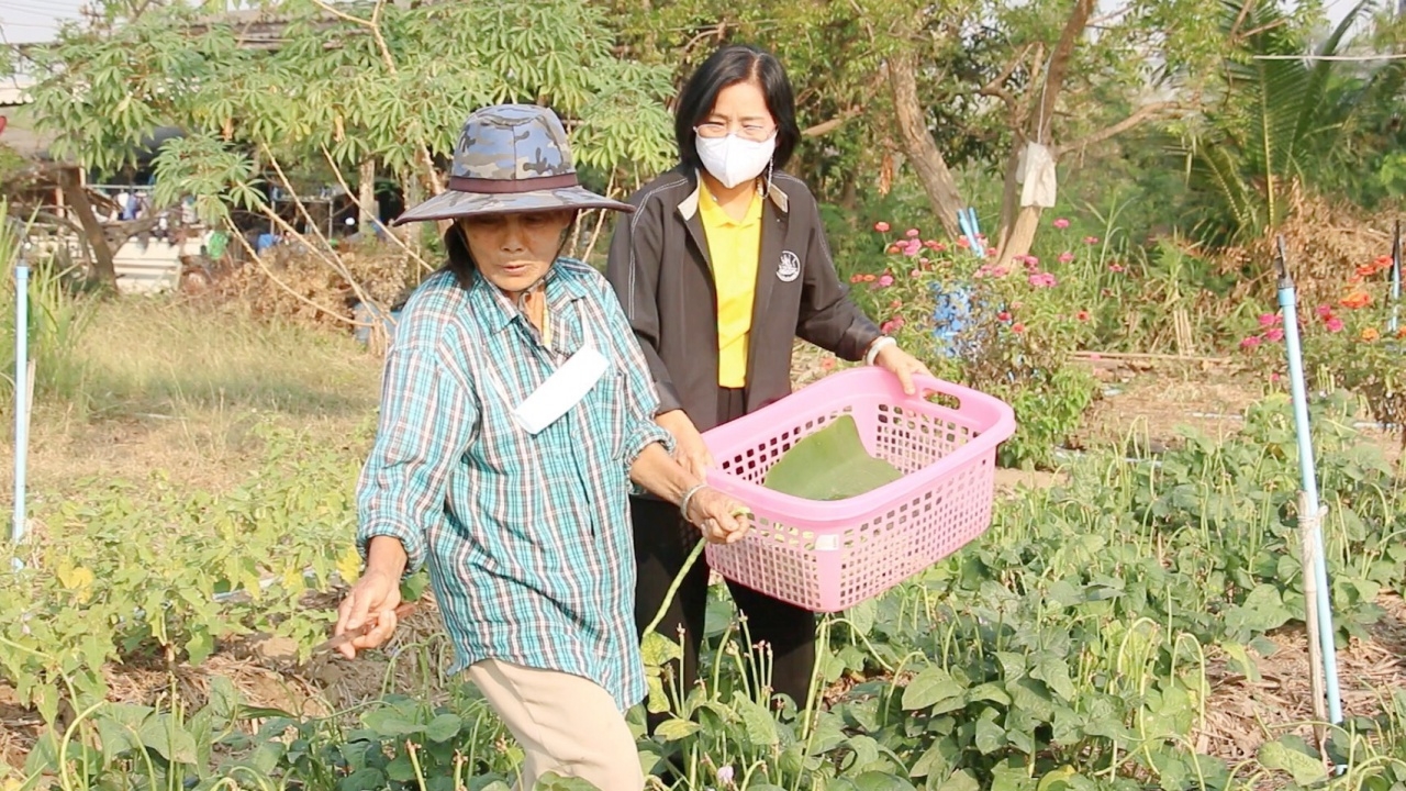 สหกรณ์แก้วเกษตร แนะปลูกผักอินทรีย์ สร้างรายได้ ตอบโจทย์สายรักสุขภาพ  