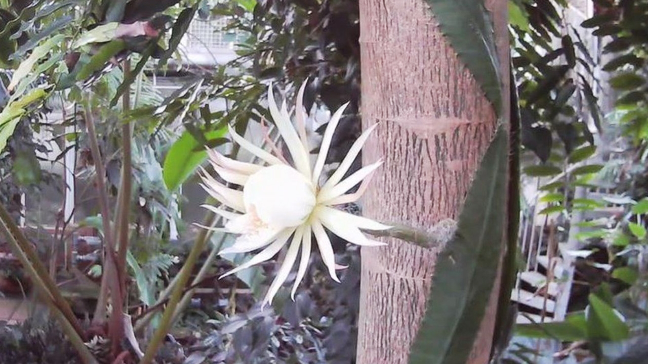 หาชมยาก "มูนฟลาวเวอร์" ดอกไม้แคคตัสแอมะซอน บานคืนเดียวหุบ (ชมคลิป)