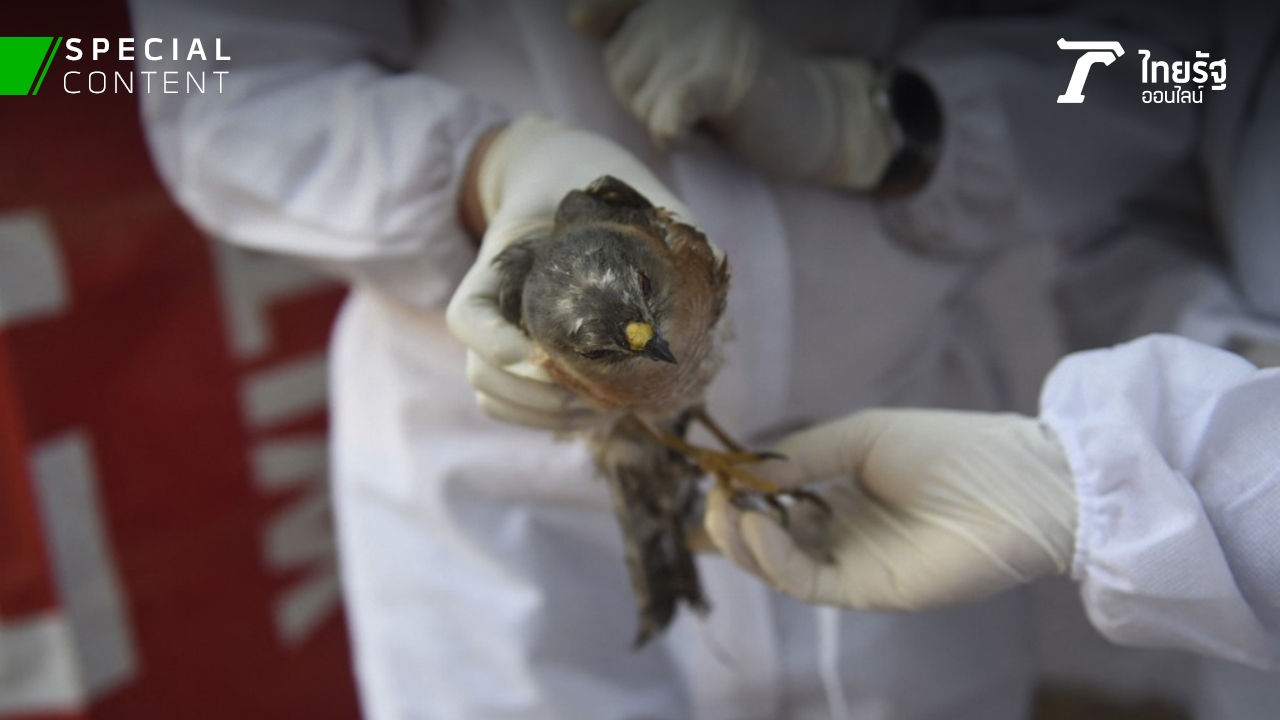 Russia shocked H5N8 avian influenza virus spread from birds to people