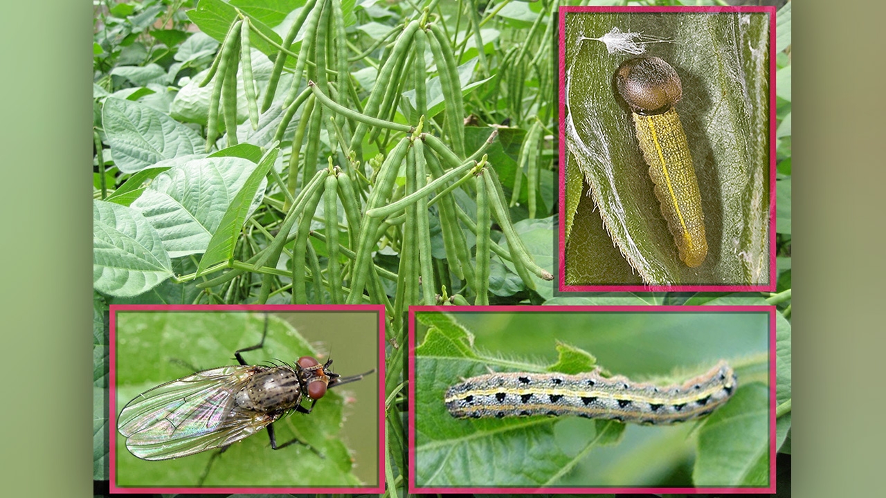 ถั่วเขียวระวัง 3 หนอน "หนอนแมลงวันเจาะลำต้นถั่ว หนอนกระทู้ผัก หนอนม้วนใบ"