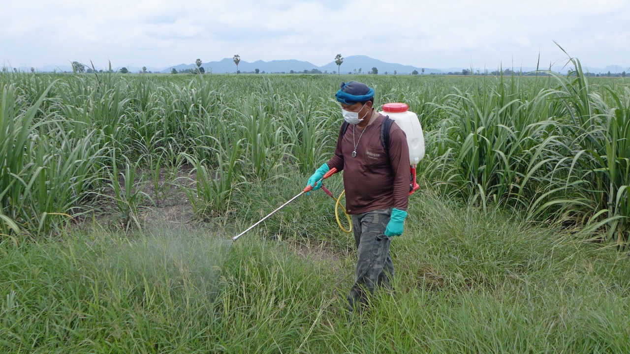 9 เดือน..แบนพาราควอต ต้นทุนเกษตรเพิ่ม 1,120%