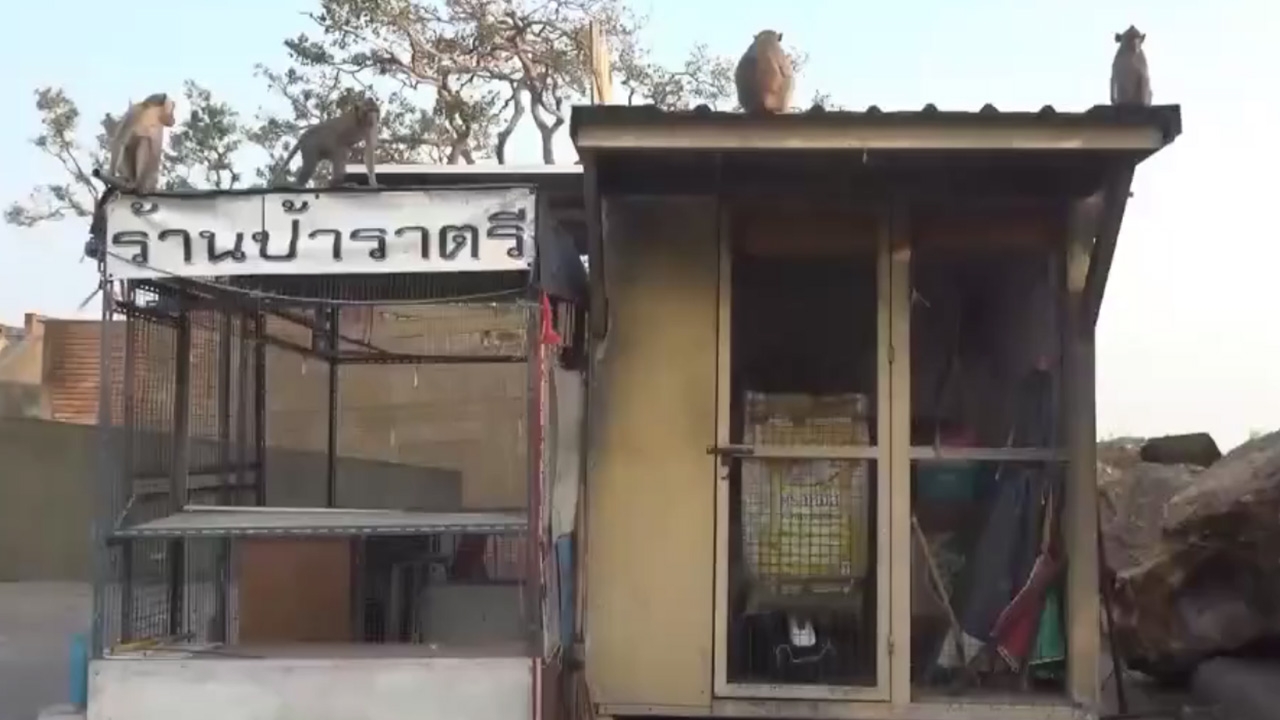 พ่อค้าครวญ โจรงัดร้านบนเขาสามมุข ขโมยอาหารลิงเกลี้ยง