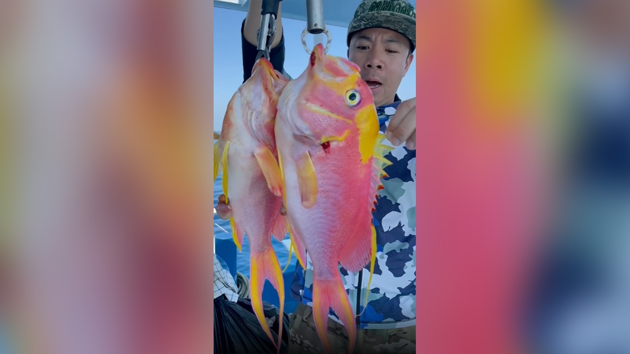 กรมประมง แจงดราม่า "ดีเจภูมิ" กินปลาพิ้งกี้ ไม่ผิดกฎหมาย แต่ไม่นิยมในไทย