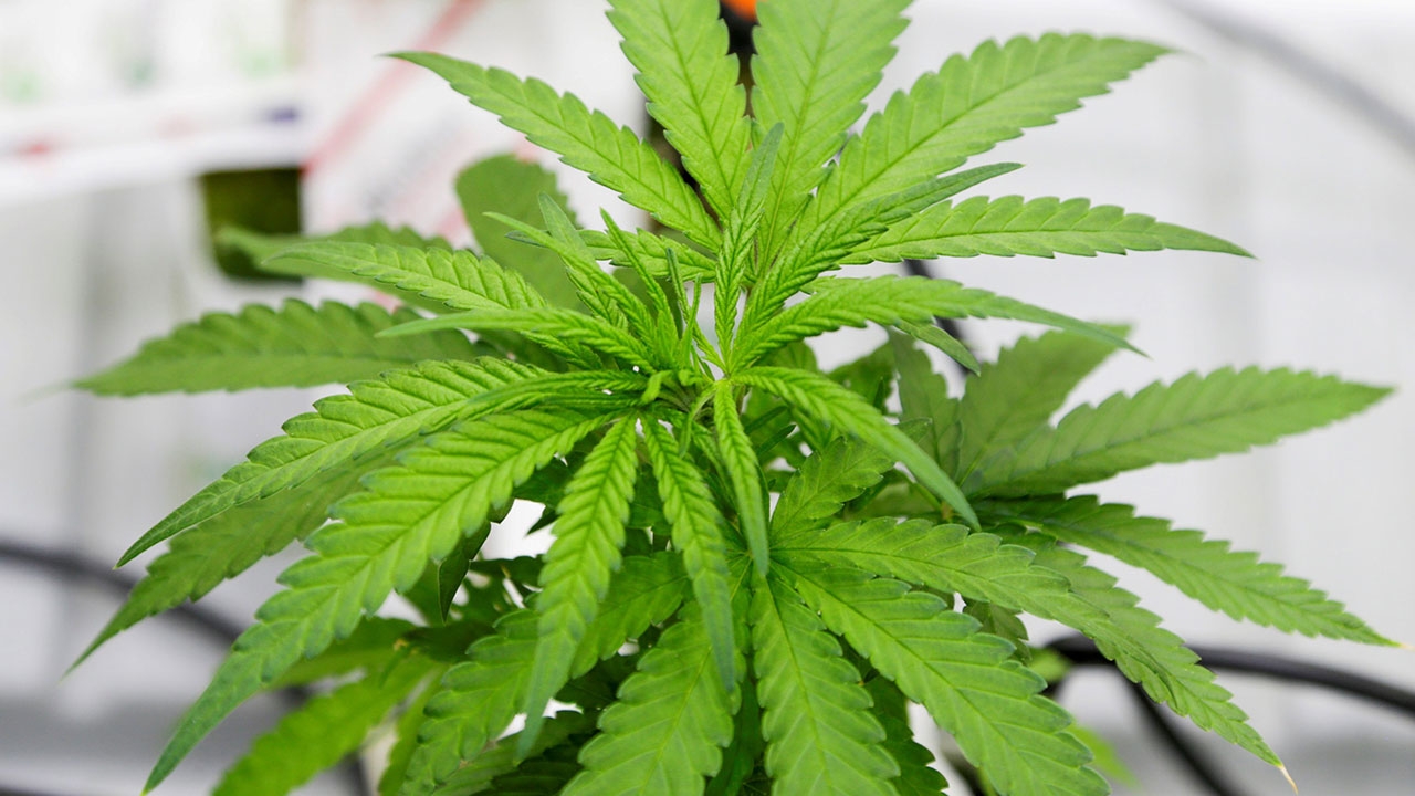 มร.สส.สร้างโรงสกัดวิจัยกัญชา