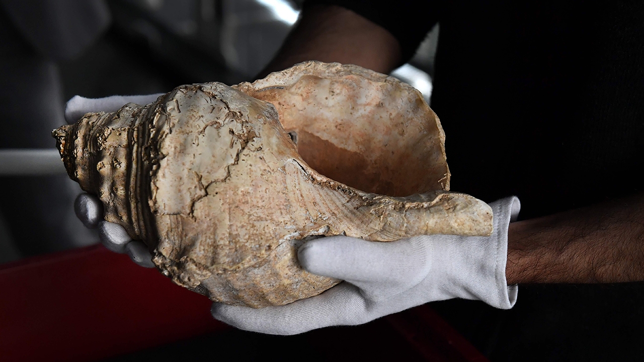 เครื่องเป่าหอยสังข์อายุ 18,000 ปี พบในฝรั่งเศส