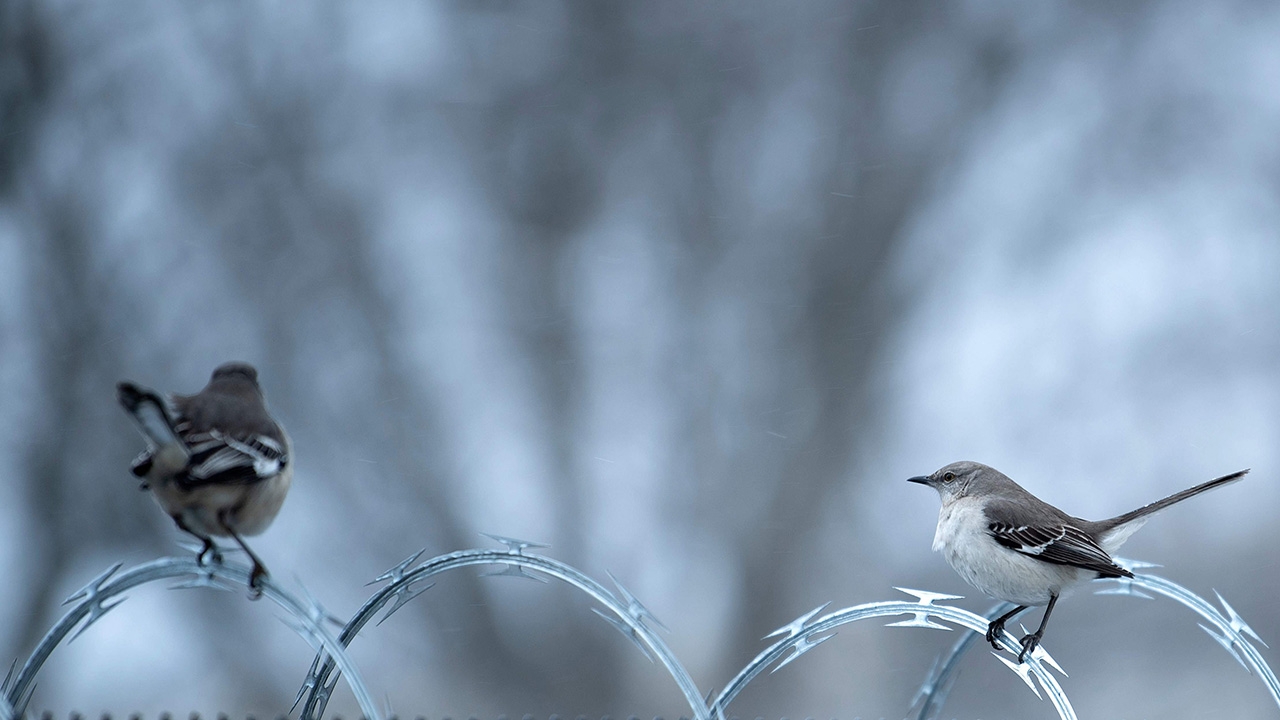 เทียบการทำงานสมองนกและสัตว์เลี้ยงลูกด้วยนม 