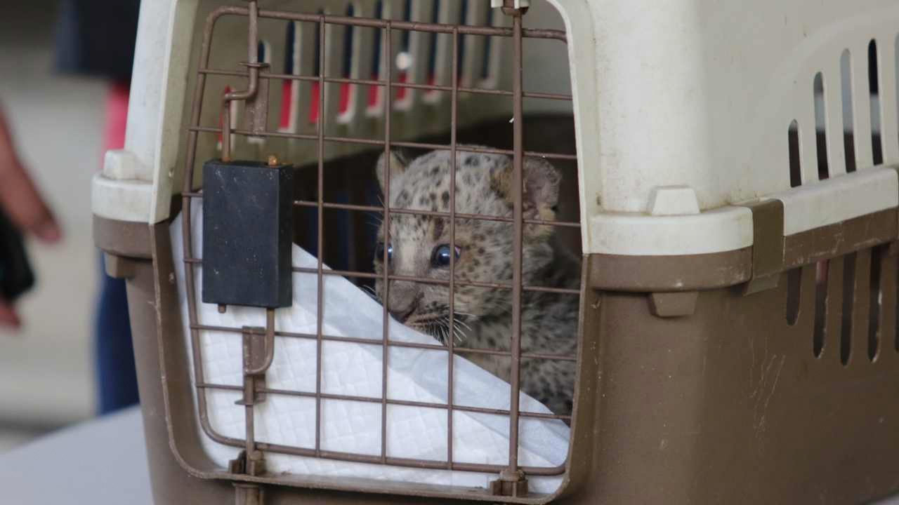 รวบแขกอินเดีย ขายลูกเสือดาว ตัวละ 4.2 แสน อ้างซื้อจากสวนสัตว์