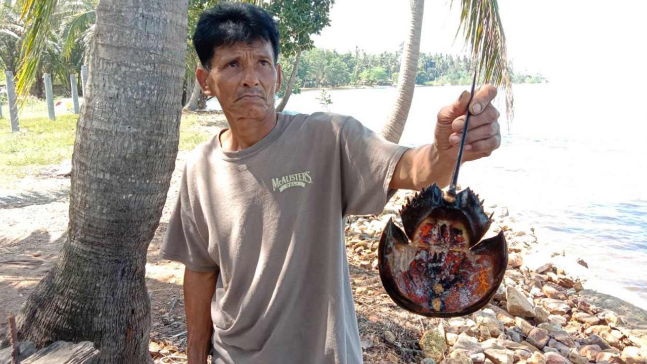 สองหนุ่มตังเก กินยำไข่แมงดา ถูกพิษดับคาบ้าน 1 สาหัสนอน รพ.1