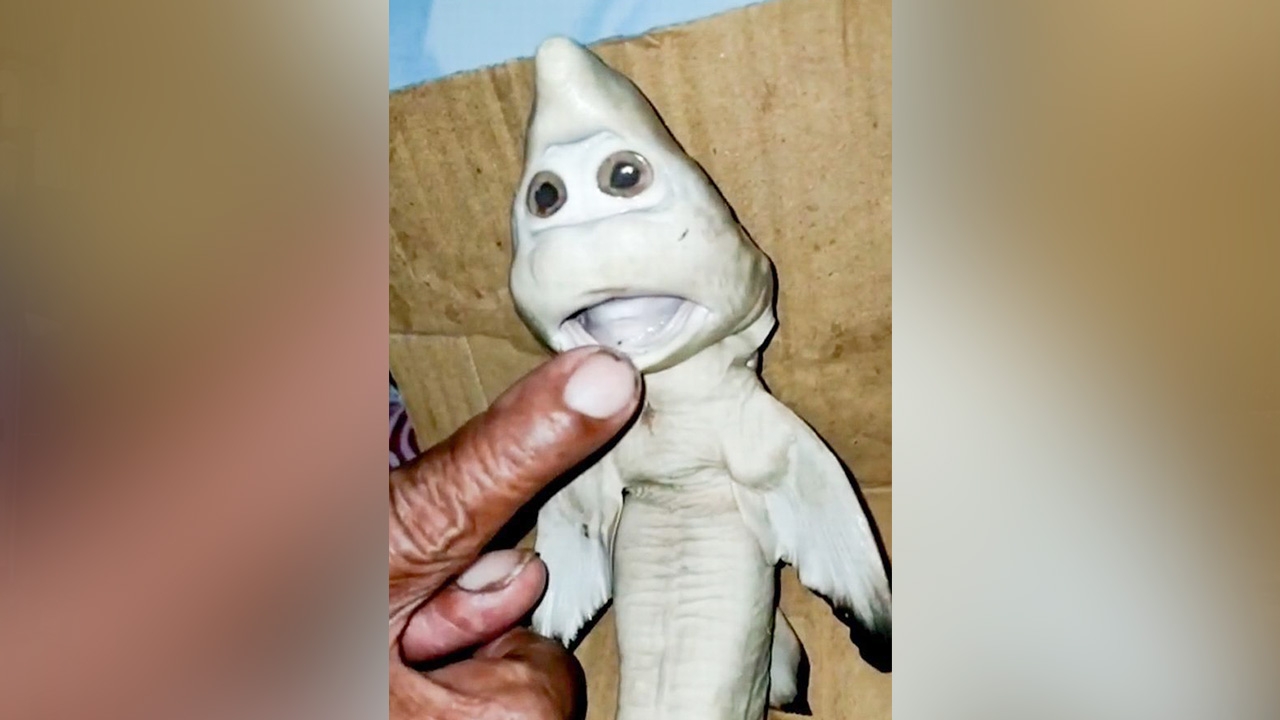 ผงะ "ฉลามหน้าคน" ชาวประมงอินโดฯจับได้ ชาวบ้านแห่มาดูและพยายามเจรจาขอซื้อ 