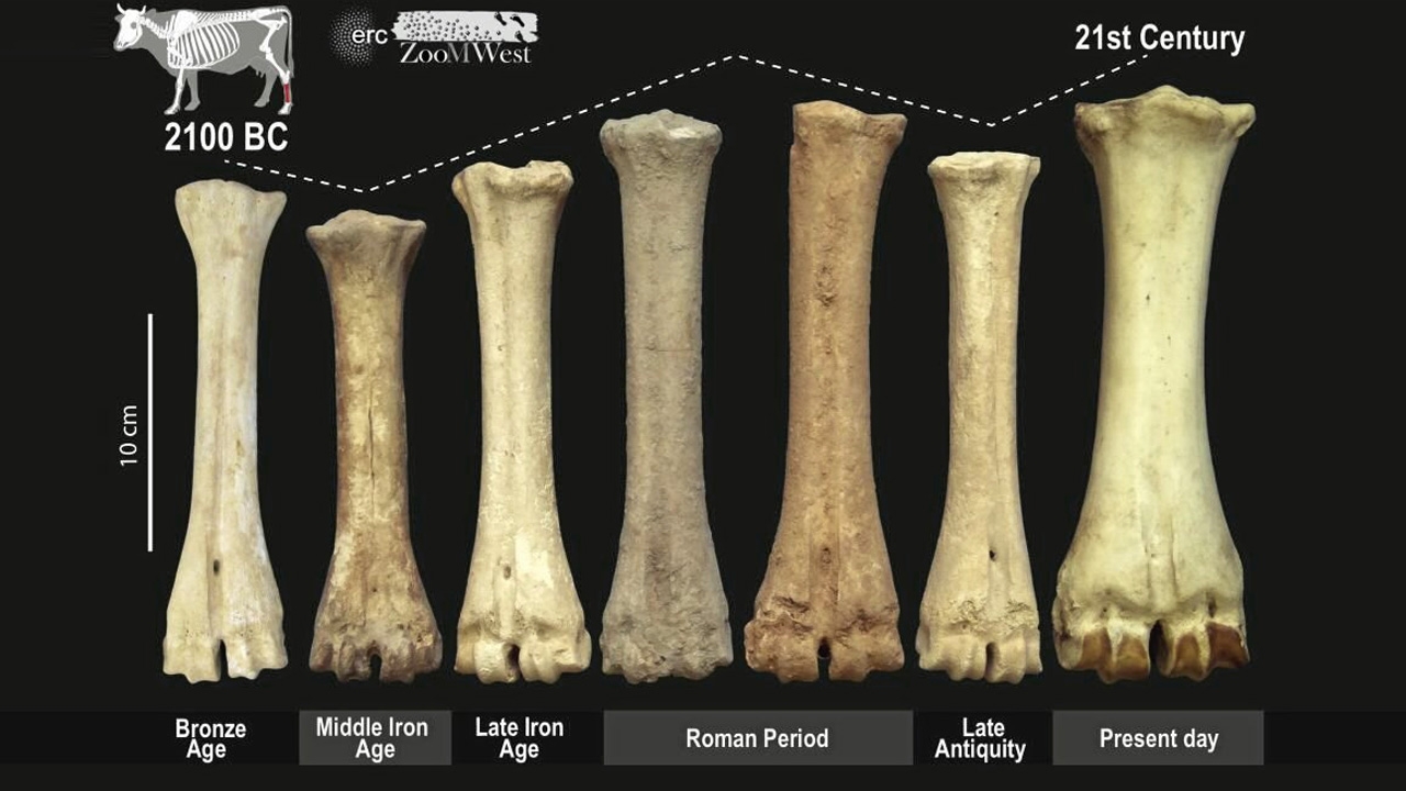 หลักฐานปศุสัตว์ยุโรปโบราณ ชี้ถึงการเปลี่ยนแปลงทางการเมือง
