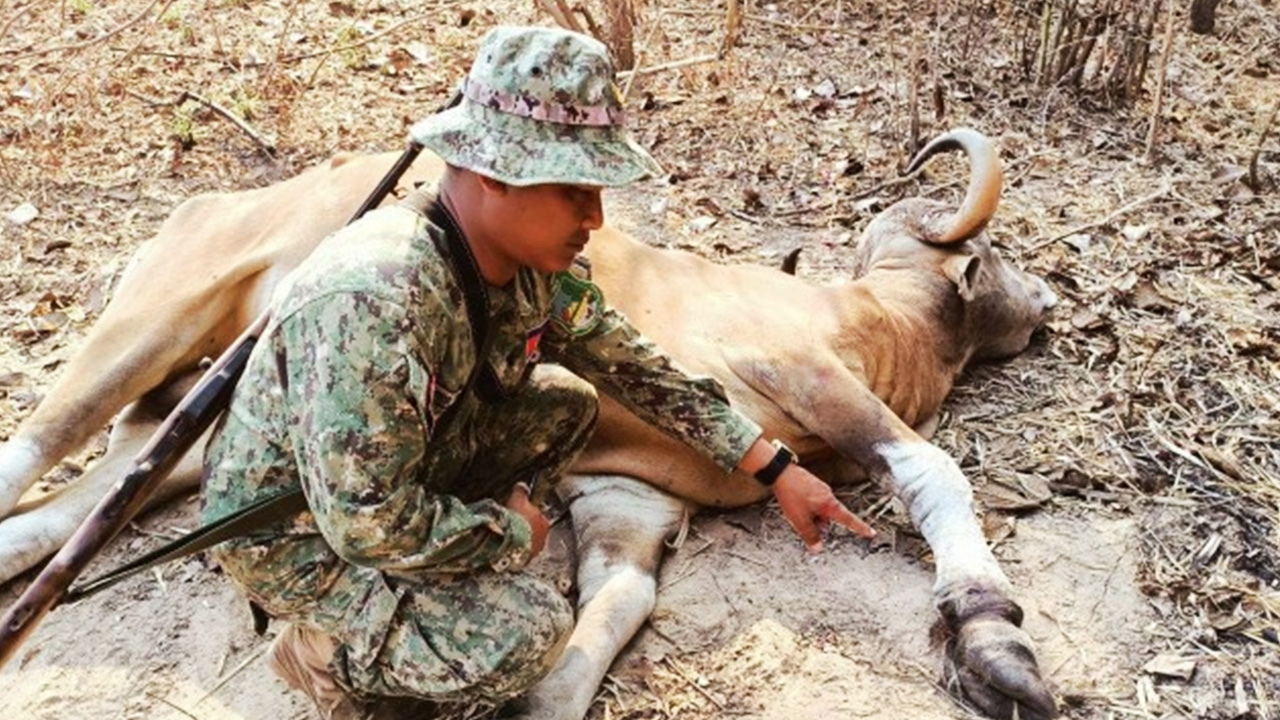 เศร้า กัมพูชาเผยภาพ "วัวแดง" สัตว์ใกล้สูญพันธุ์ ติดกับดักตายในป่าอนุรักษ์