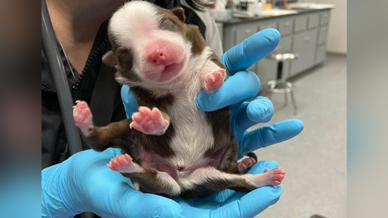 ปาฏิหาริย์ ลูกสุนัขเกิดมามี 6 ขา ยังมีชีวิตรอดที่สหรัฐฯ 