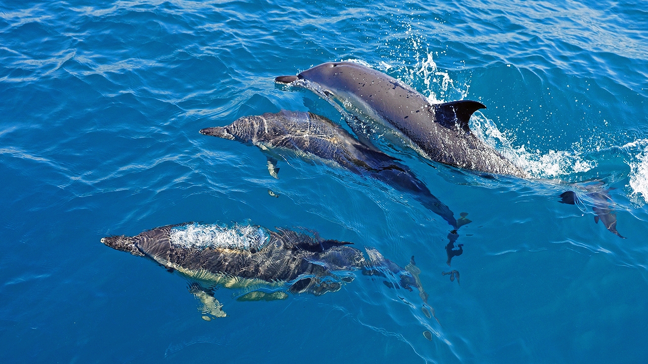 วิจัยโลมา มีลักษณะบุคลิกภาพคล้ายคลึงกับมนุษย์และสัตว์ในตระกูลไพรเมต