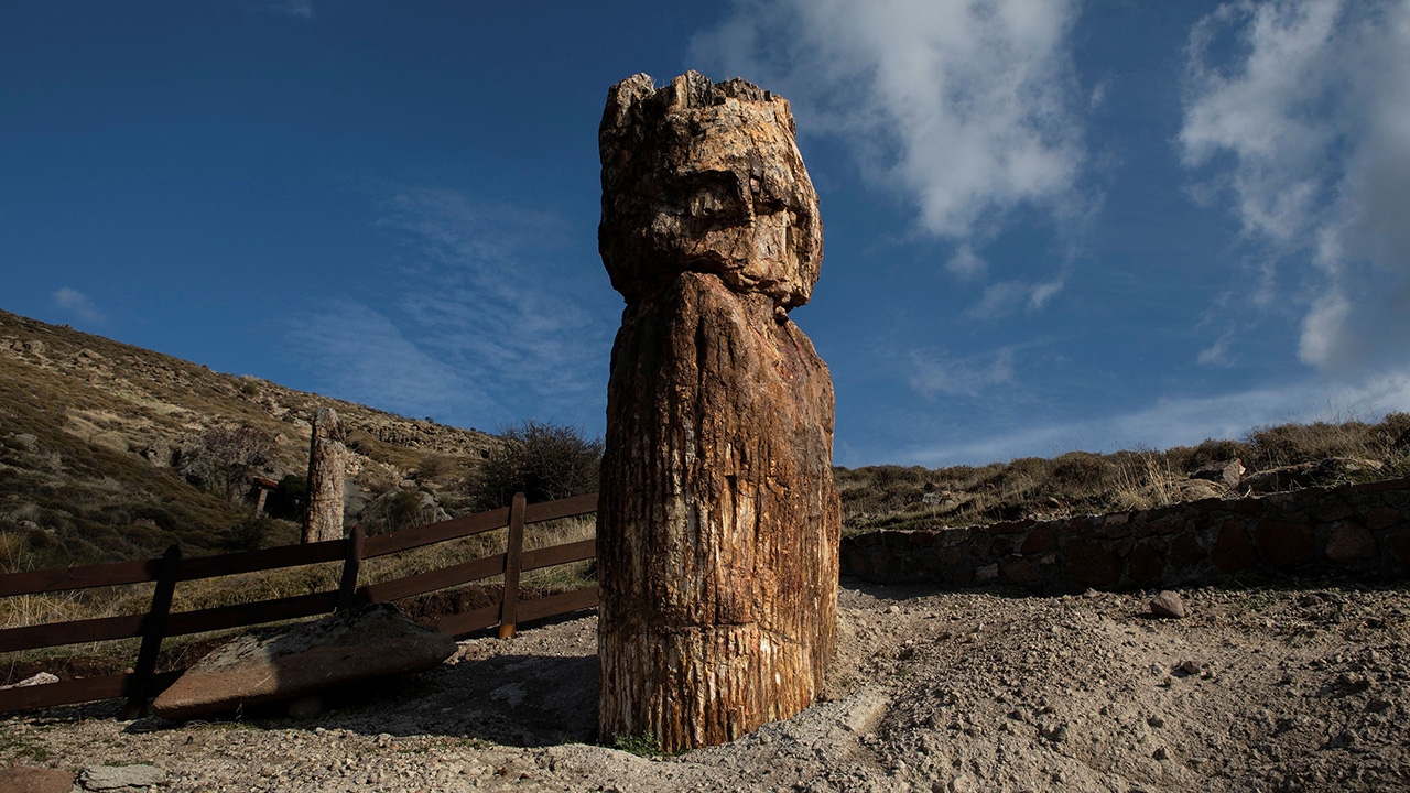 ค้นพบซากฟอสซิลต้นไม้ขนาดใหญ่กลายเป็นหิน อายุ 20 ล้านปี