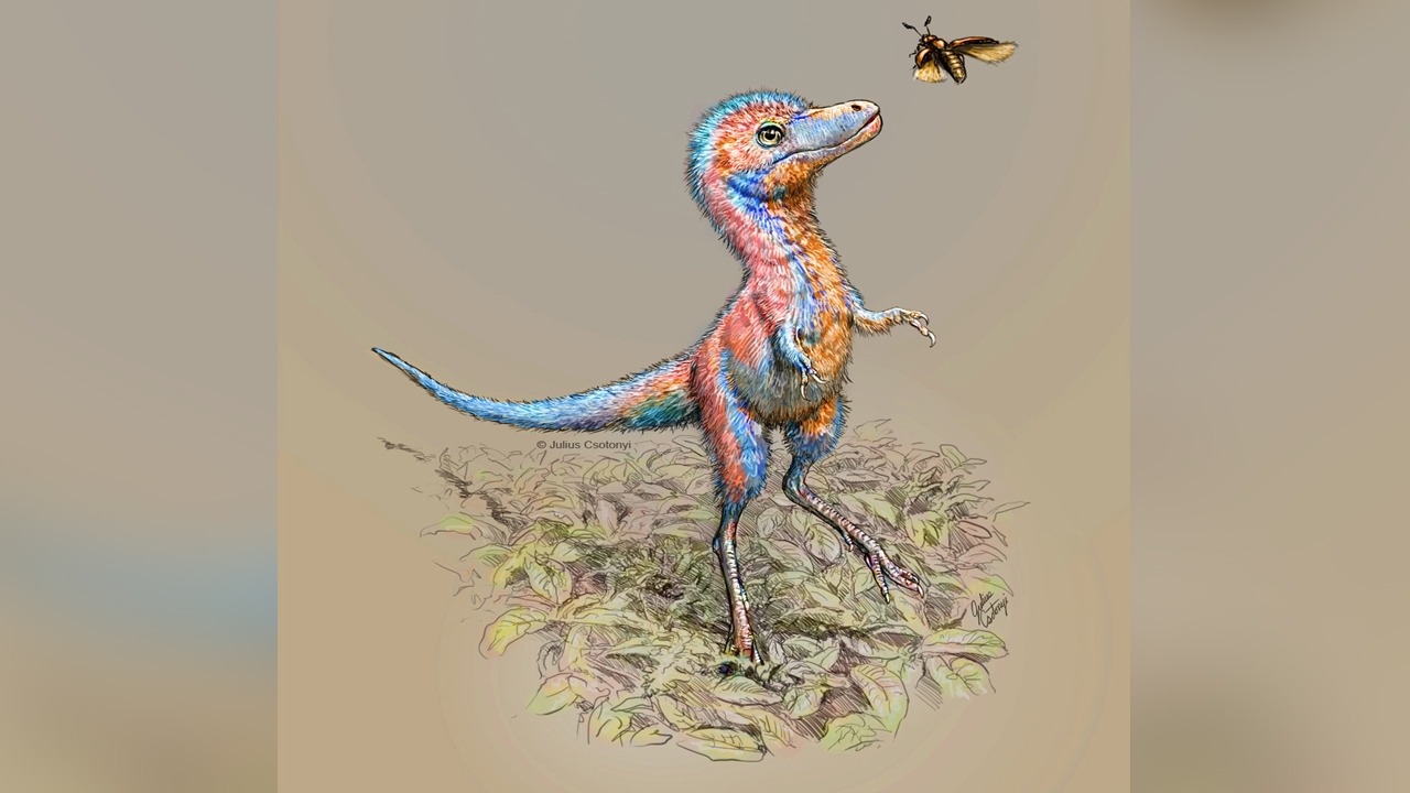 ภาพสแกน 3 มิติฟอสซิลตัวอ่อน ไขปริศนาทารกไทแรนโนซอร์