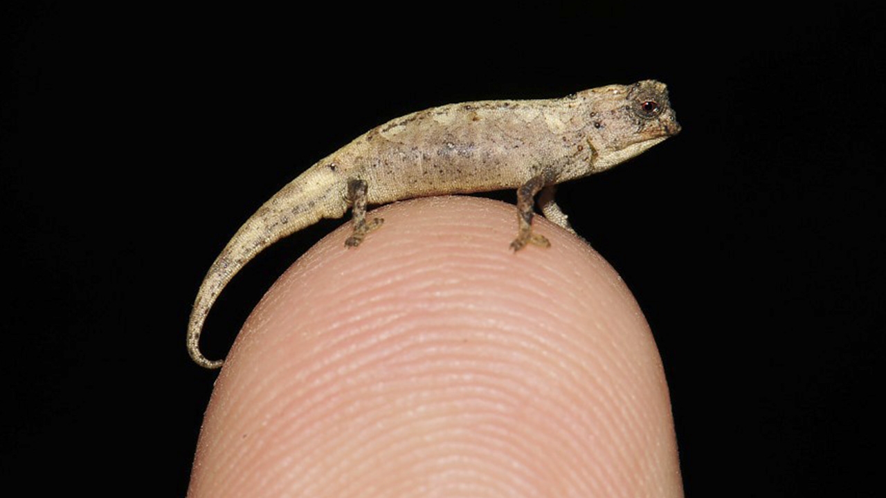 พบสัตว์เลื้อยคลานตัวจิ๋วที่สุดในโลกที่มาดากัสการ์ 