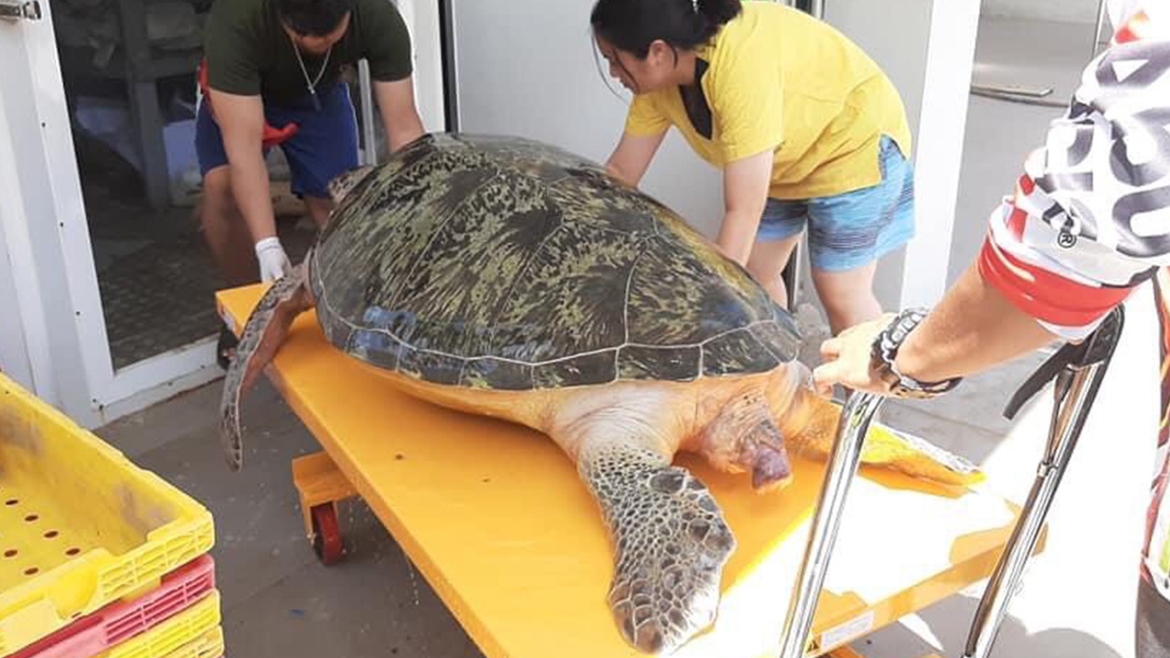 เศร้า พบเต่าตนุยักษ์ตายที่หาดไม้ขาว ยังไม่ทราบสาเหตุ