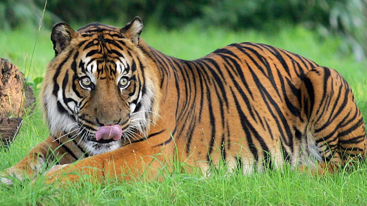 เสือสุมาตรา 2 ตัวหลุดสวนสัตว์อินโดฯ ขย้ำผู้ดูแลดับ ก่อนโดนยิงตาย 1 ตัว