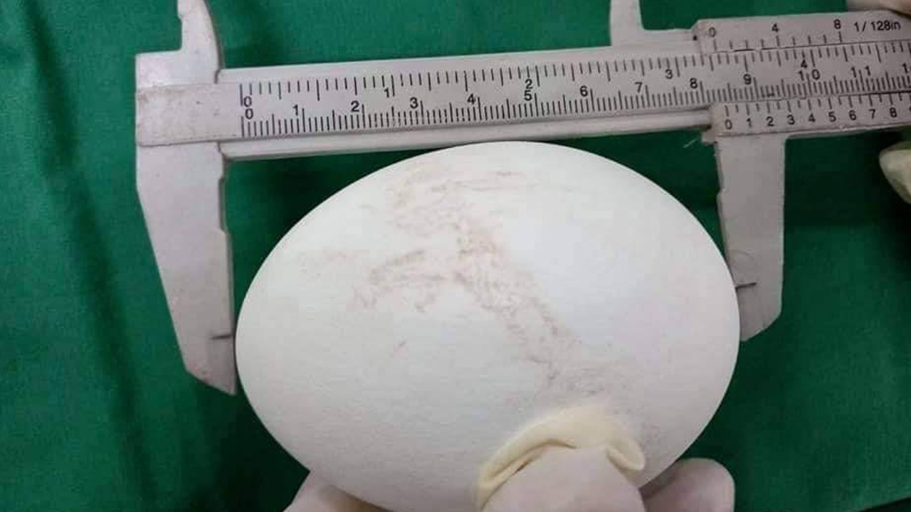 ครั้งแรกในรอบ 25 ปี พญาแร้ง ที่สวนสัตว์โคราชออกไข่บนแผ่นดินไทยสำเร็จ 