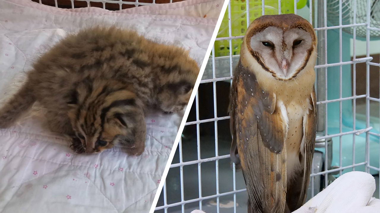 ไฟป่าเชียงใหม่คร่าชีวิตแมวดาว-นกแสกตายแล้ว 6 ตัว จุดความร้อนพุ่ง 537 จุด