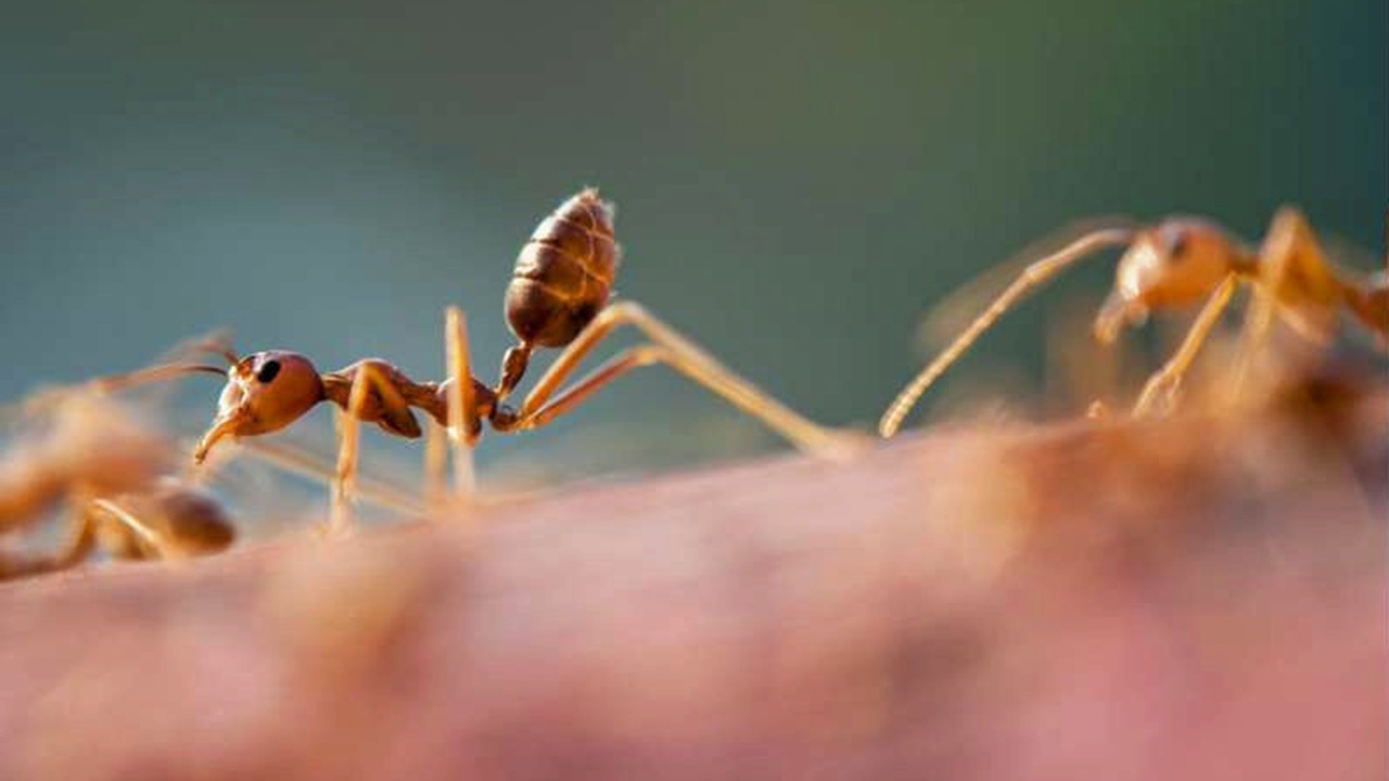 นักวิจัยพบสารต้านปรสิตเชื้อรา จากฟาร์มของมด