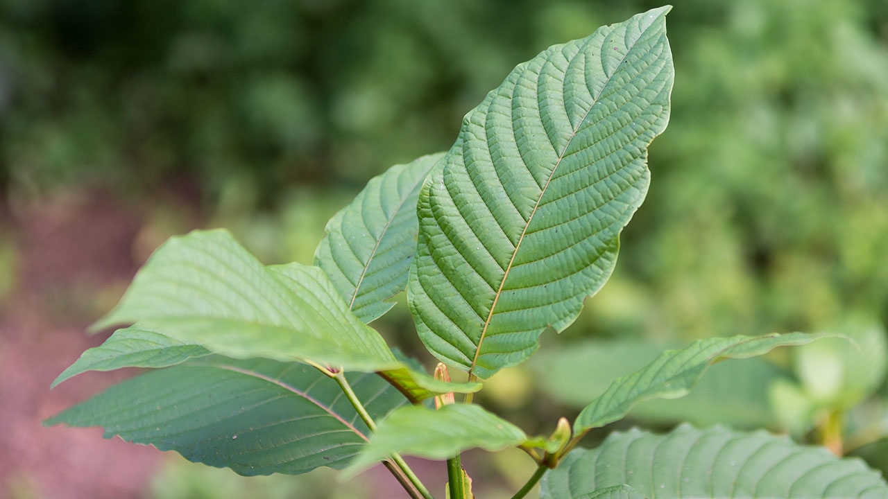 ปาร์ตี้ใบกระท่อม