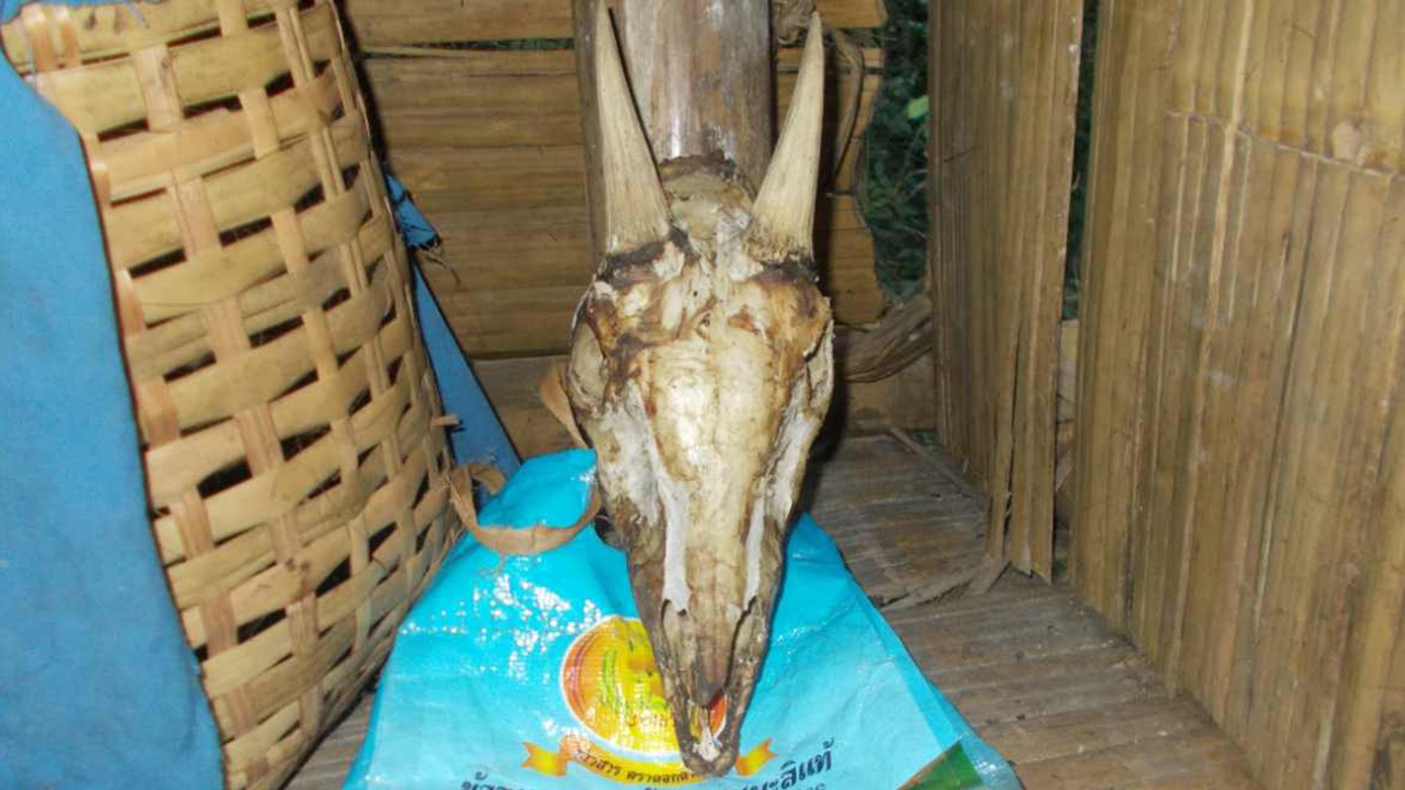 พบกลุ่มคนรุกป่าต้นน้ำแก่งกระจาน สร้างที่พัก ล่าเลียงผาเป็นอาหาร