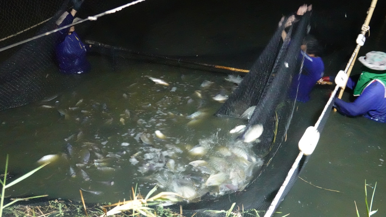 คนเลี้ยงปลาเร่งจับปลานิลขาย หลังอากาศแปรปรวน หวั่นแล้งไม่มีน้ำเปลี่ยนบ่อ