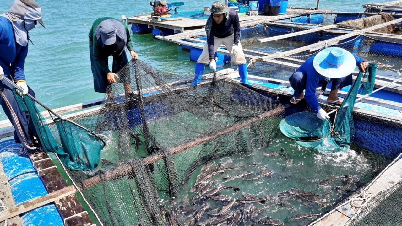 อาหารปลาสูตรประมง โปรตีน 40% ลดต้นทุน 35%