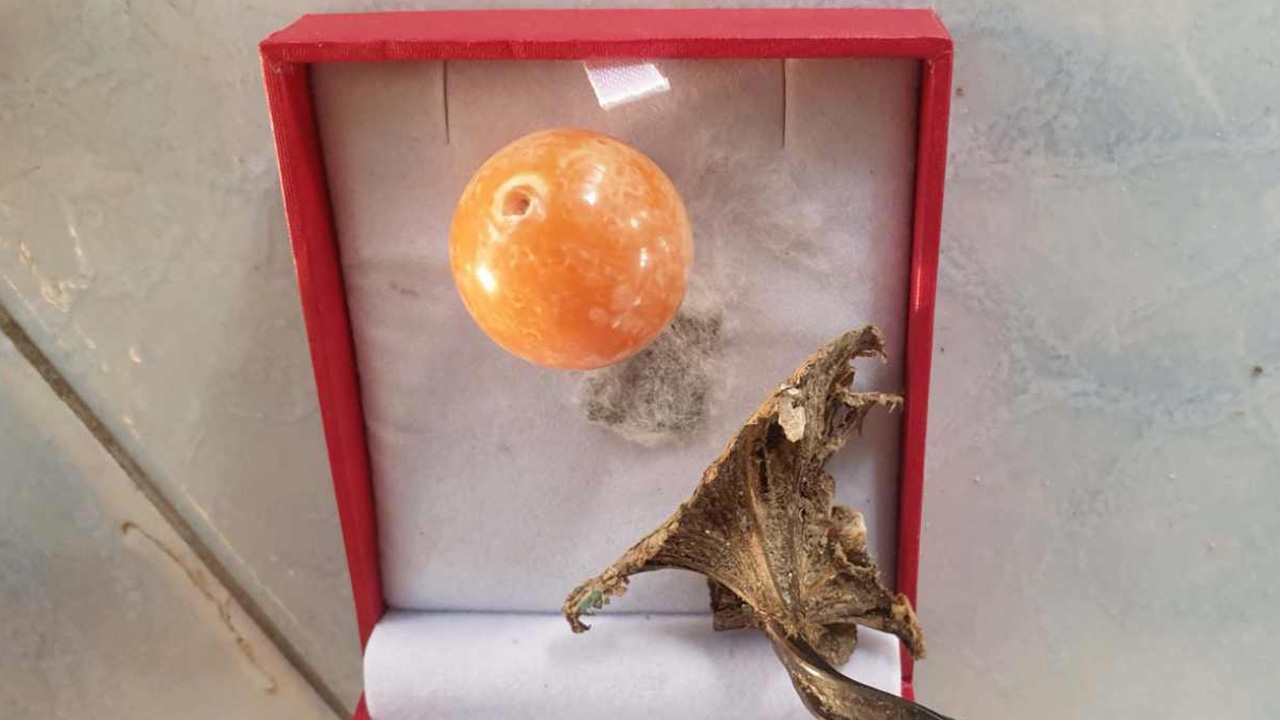 อ.เจษฎา ตั้งข้อสังเกต "มุกเมโล" หายากราคาแพง หลังคนเก็บได้ริมหาด