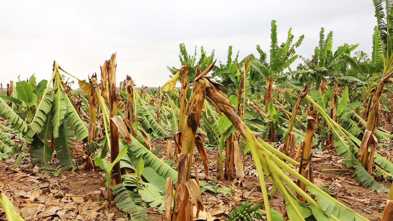 พายุถล่มกวาดสวนกล้วยไข่กำแพงเพชรราบกว่า 20 ไร่ ยายเจ้าของมาเห็นแทบลมจับ