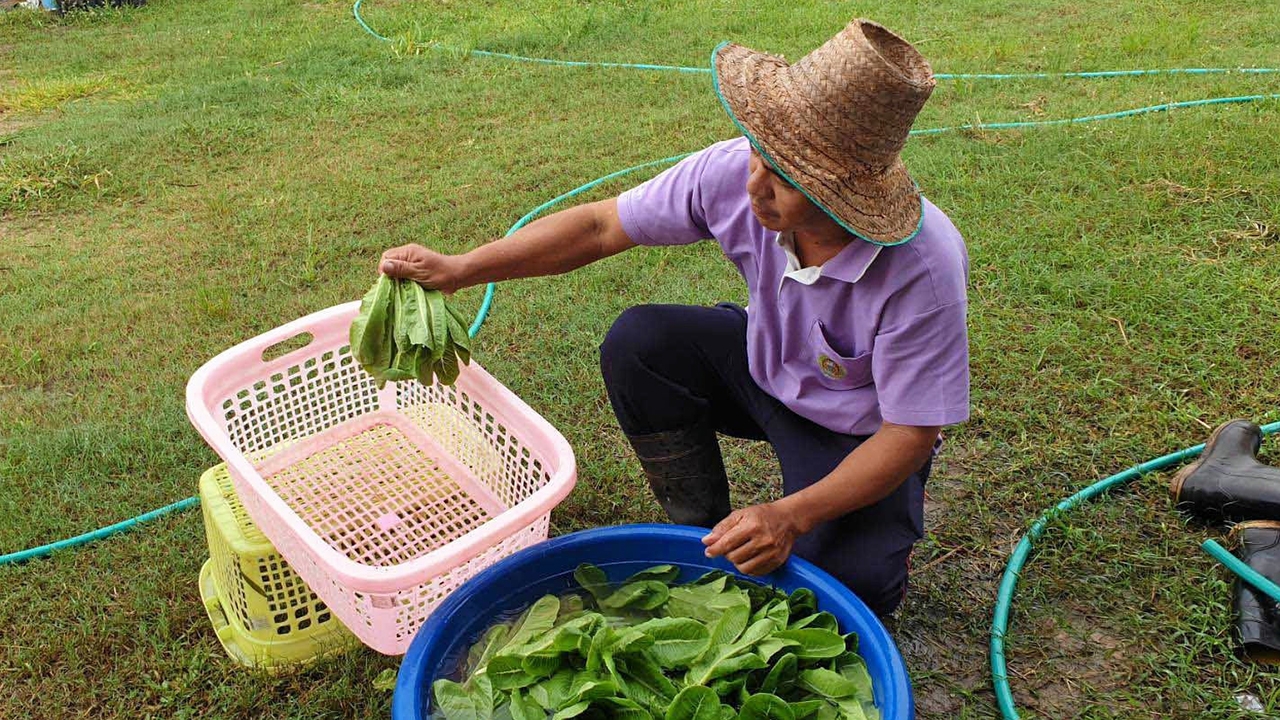 เครื่องสลัดน้ำผักอินทรีย์ ลดแรงงานคน..ทุ่นเวลาการทำงาน