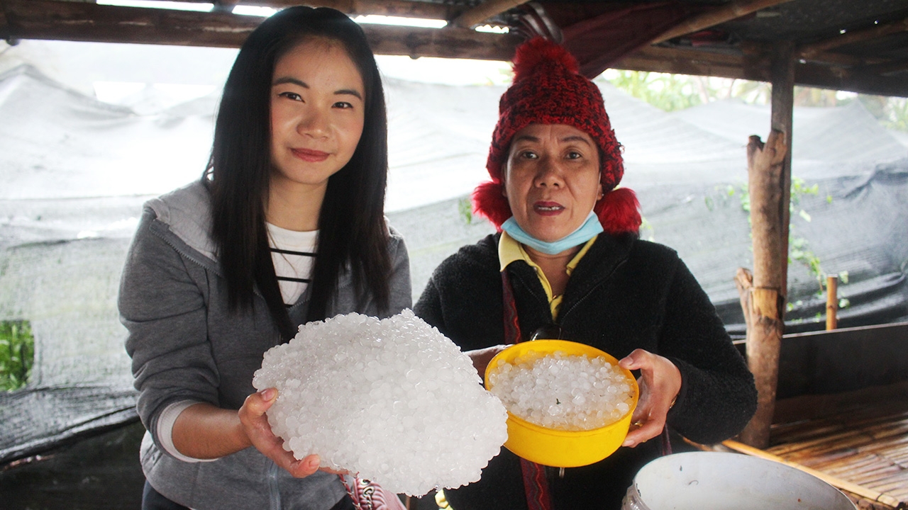 พายุลูกเห็บถล่มเชียงราย ทำพื้นที่เกษตรใน อ.แม่สาย เสียหายกว่า 100 ไร่