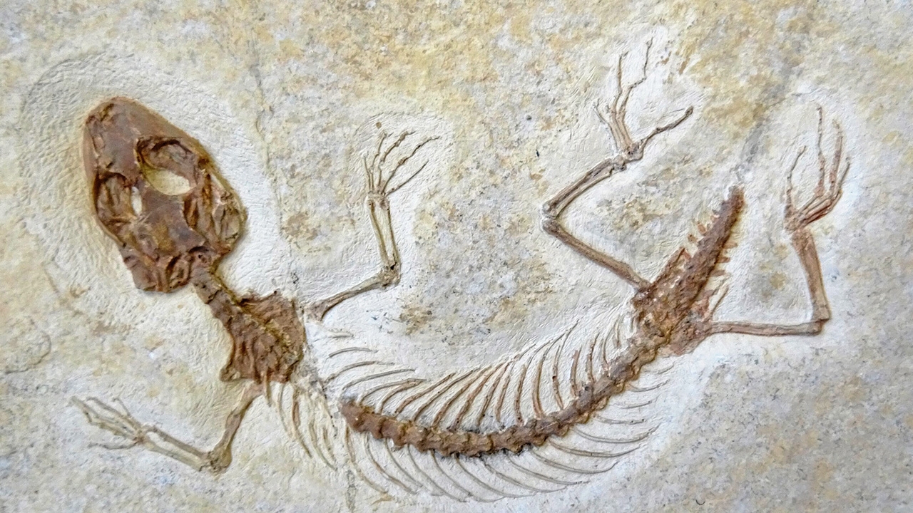 วิเคราะห์ฟัน ไขความกระจ่างอาหารกิ้งก่าและงู