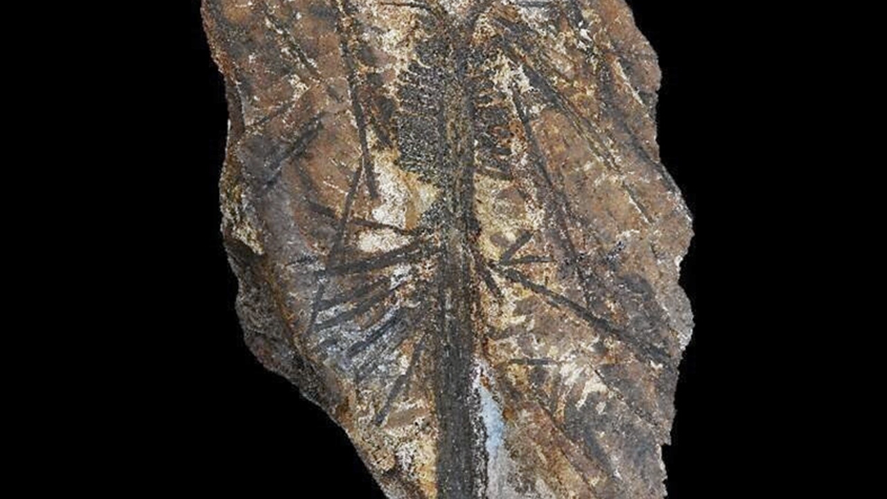 ไขความลับวิวัฒนาการพืช ก่อนประวัติศาสตร์