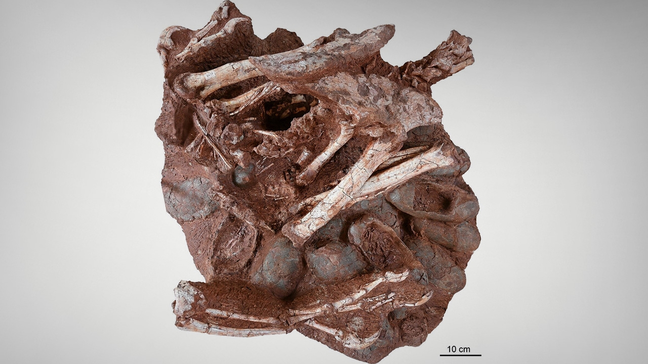 ฟอสซิลไดโนเสาร์ ตัวแรกของโลกนั่งกกไข่บนรัง