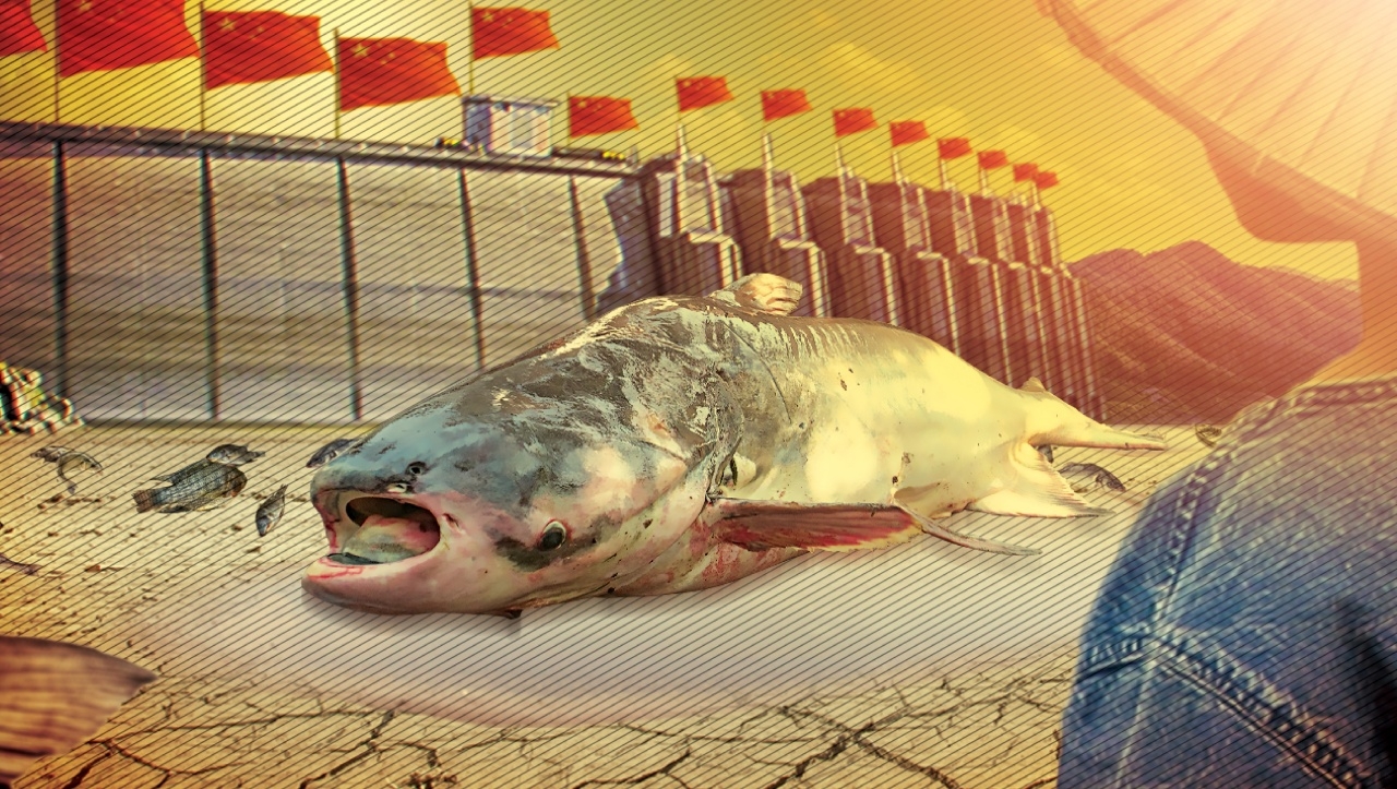 แม่น้ำโขงแห้งกระทบพันธุ์ปลา สร้างเขื่อนปิดกั้นเส้นทางวางไข่?