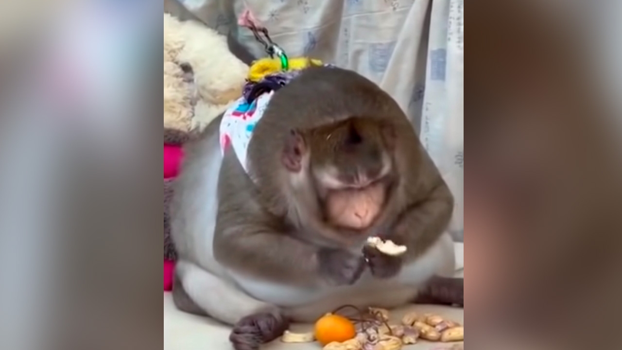 ติดแท็ก saveก๊อดซิลลา ชาวเน็ตแห่ทวงคืนให้เจ้าของ หวั่นตรอมใจ