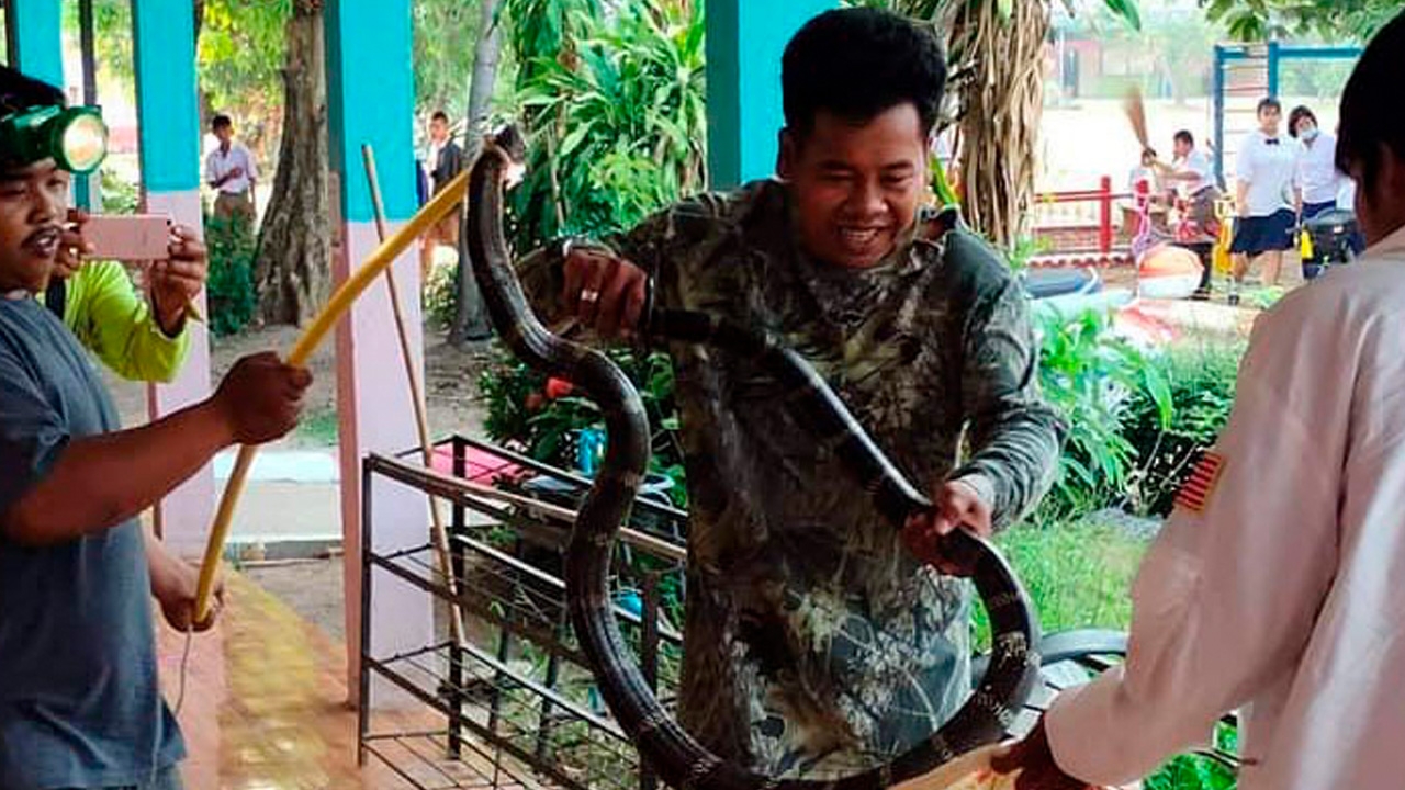 งูจงอางบุกห้องเรียน เด็ก นร.มาเจอหลังเคารพธงชาติ ร้องกู้ภัยเนินมะปรางจับ