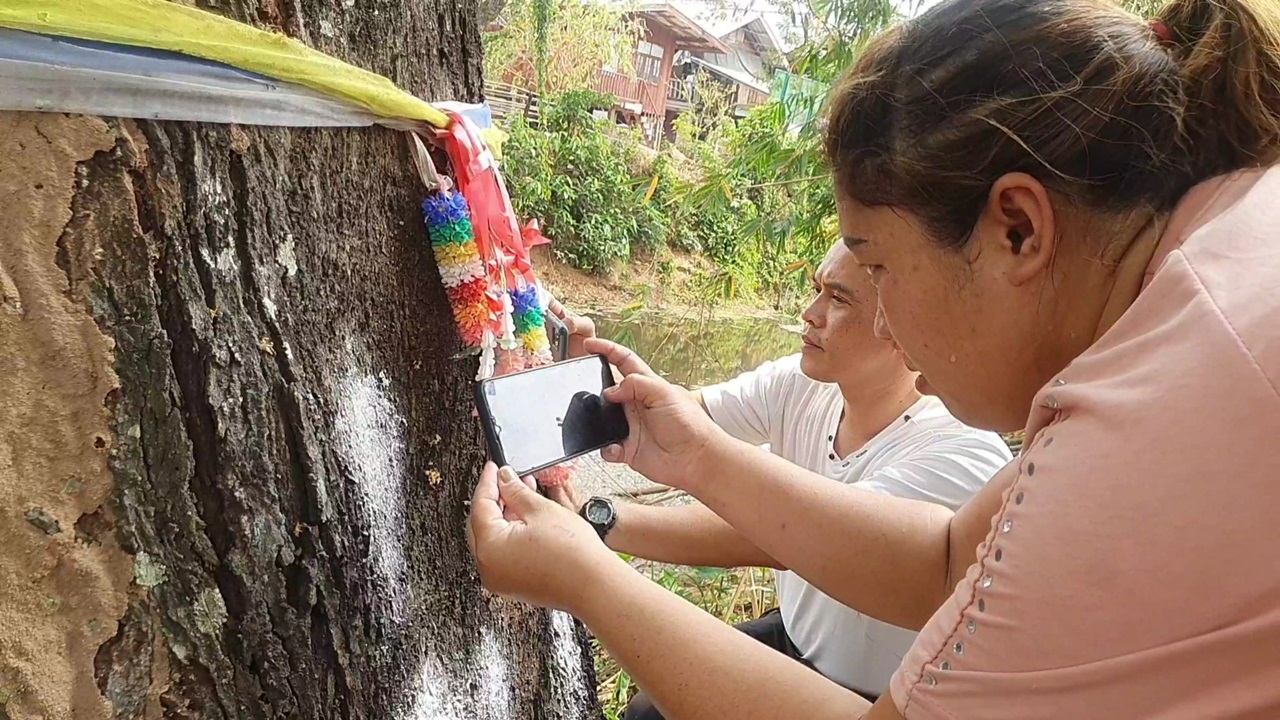 คอหวยแห่ขอโชค "ต้นตะเคียน" อายุ 100 ปี คนตาดีส่องเลขเด็ดไปเสี่ยงโชค