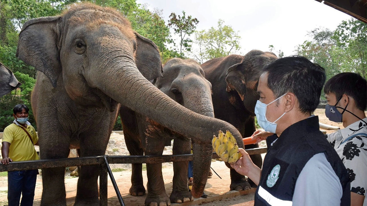 วันช้างไทย