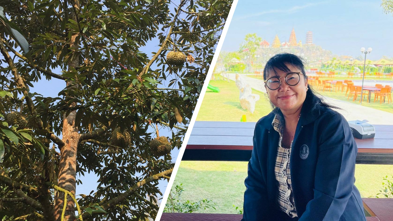 สสก.2 โชว์ทุเรียนป่าละอู หวาน-มัน เนื้อหนา ผลผลิตแปลงใหญ่ จ.ประจวบฯ